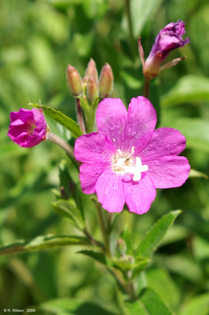 Great Willowherb flower detail